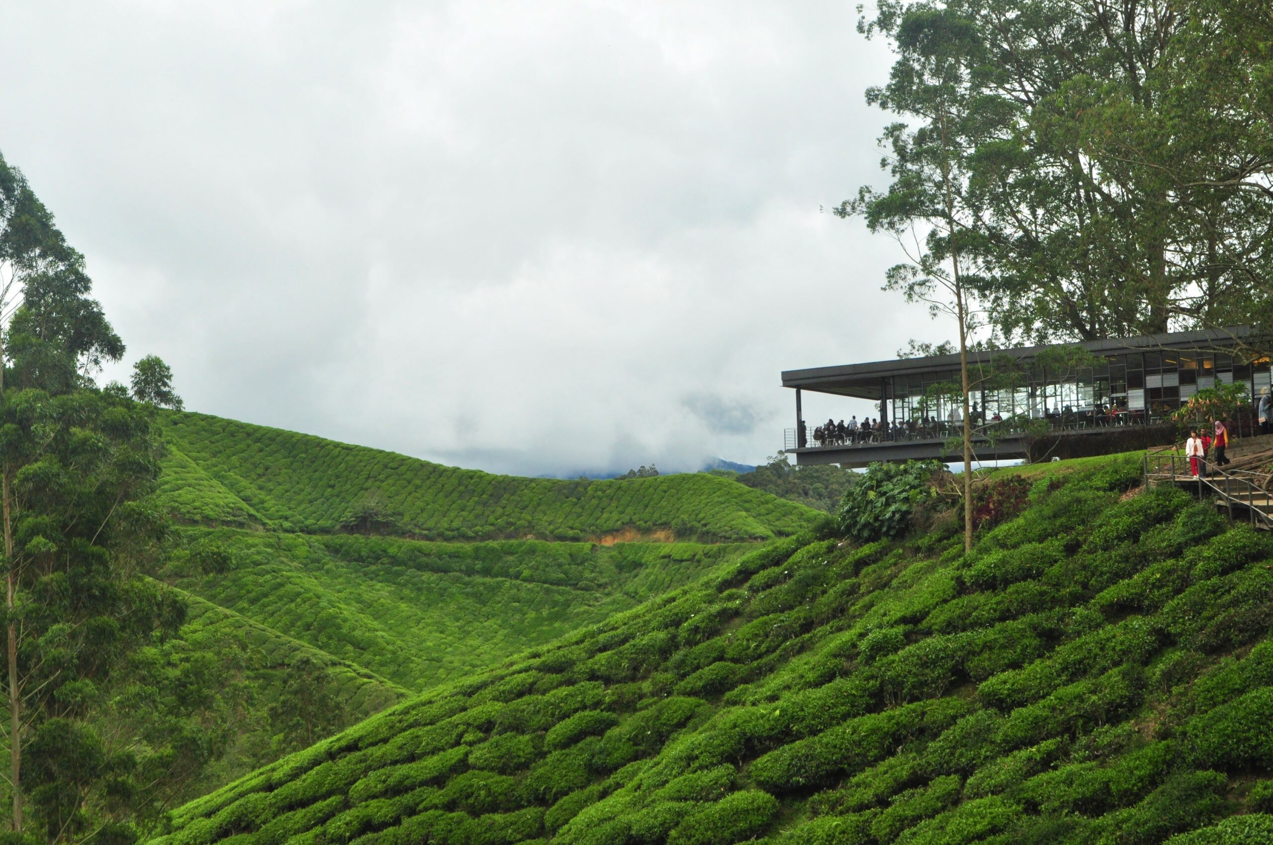 Cameron Highlands