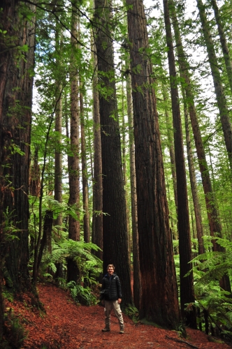 Redwood forest